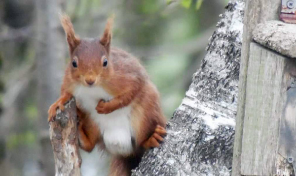 Red Squirrel at the Lodge